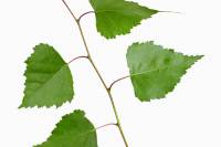 Bouleau - Rameau avec feuilles sur fond blanc (Betula pendula)